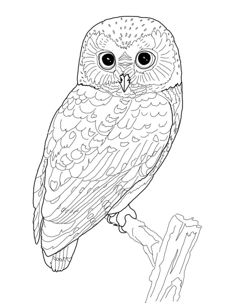 OWL Coloring Pages For Adults Free Detailed Owl Coloring 