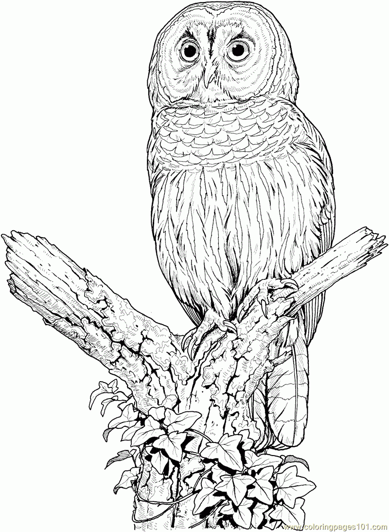 Perched Barred Owl Coloring Page Free Printable Coloring 