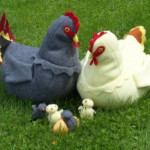 Free Chicken Sewing Pattern Pattern Review Chickens