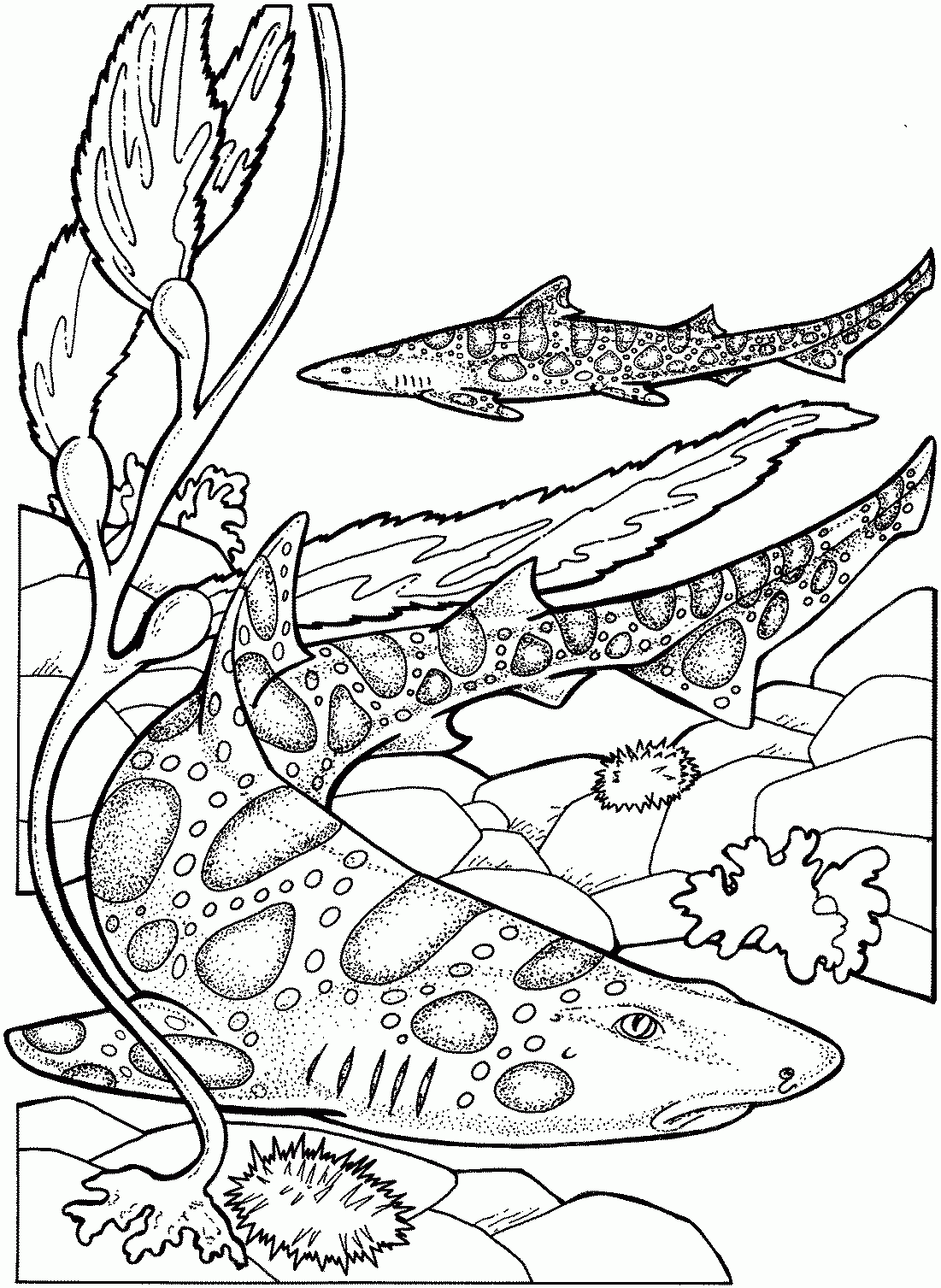 Free Shark Coloring Pages