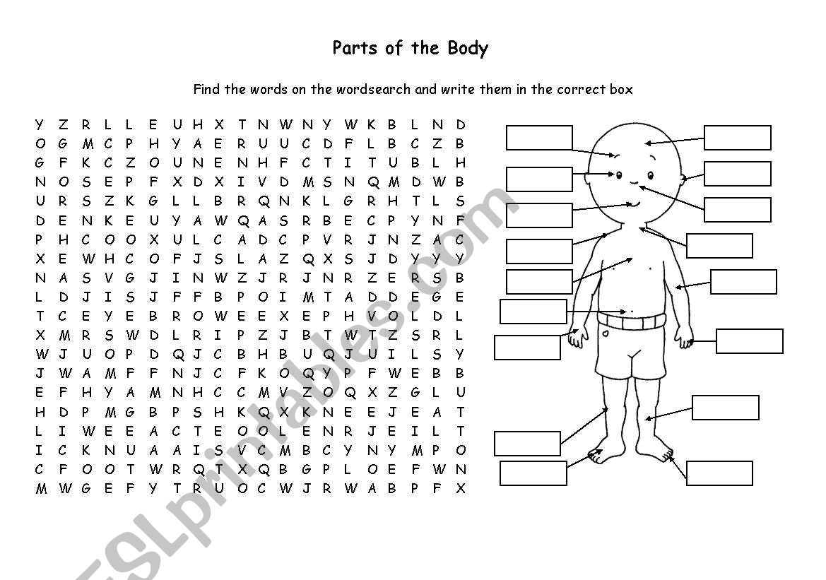 Human Body Word Search Printable FreePrintableTM