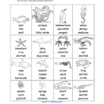 Oceans And Seas Spelling And WRiting Worksheets