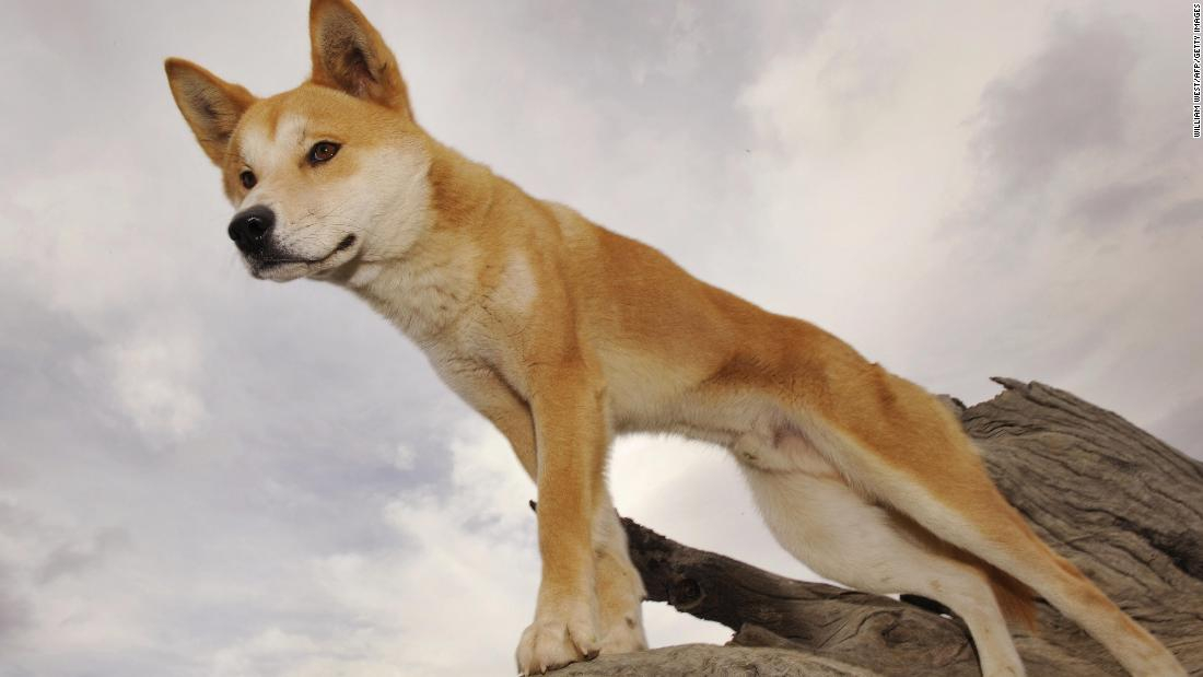 Australia Dingo Attack 6 year old Boy Hospitalized CNN