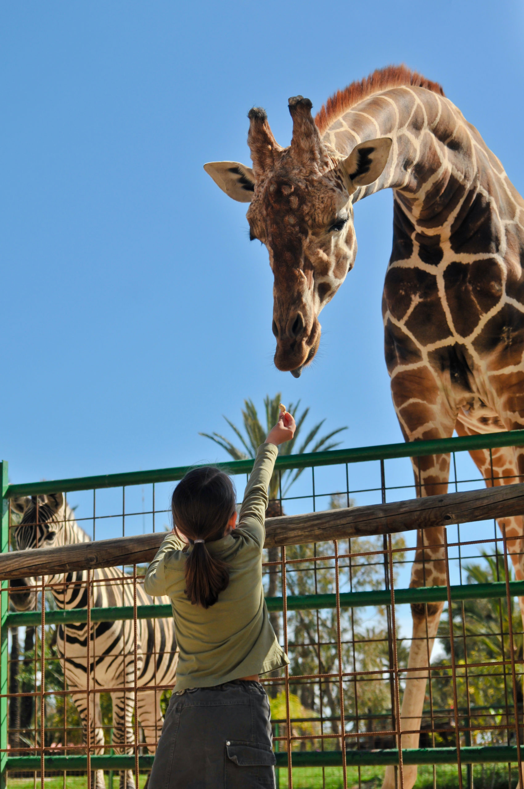 Hendrick s Exotic Animal Farm Kansas Living Magazine