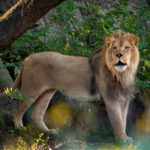 Houston Zoo Reopens Saturday Feb 29 The Houston Zoo