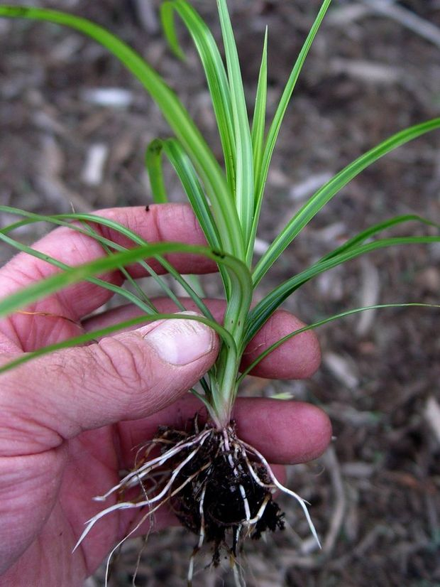 How To Get Rid Of Nutsedge PennLive