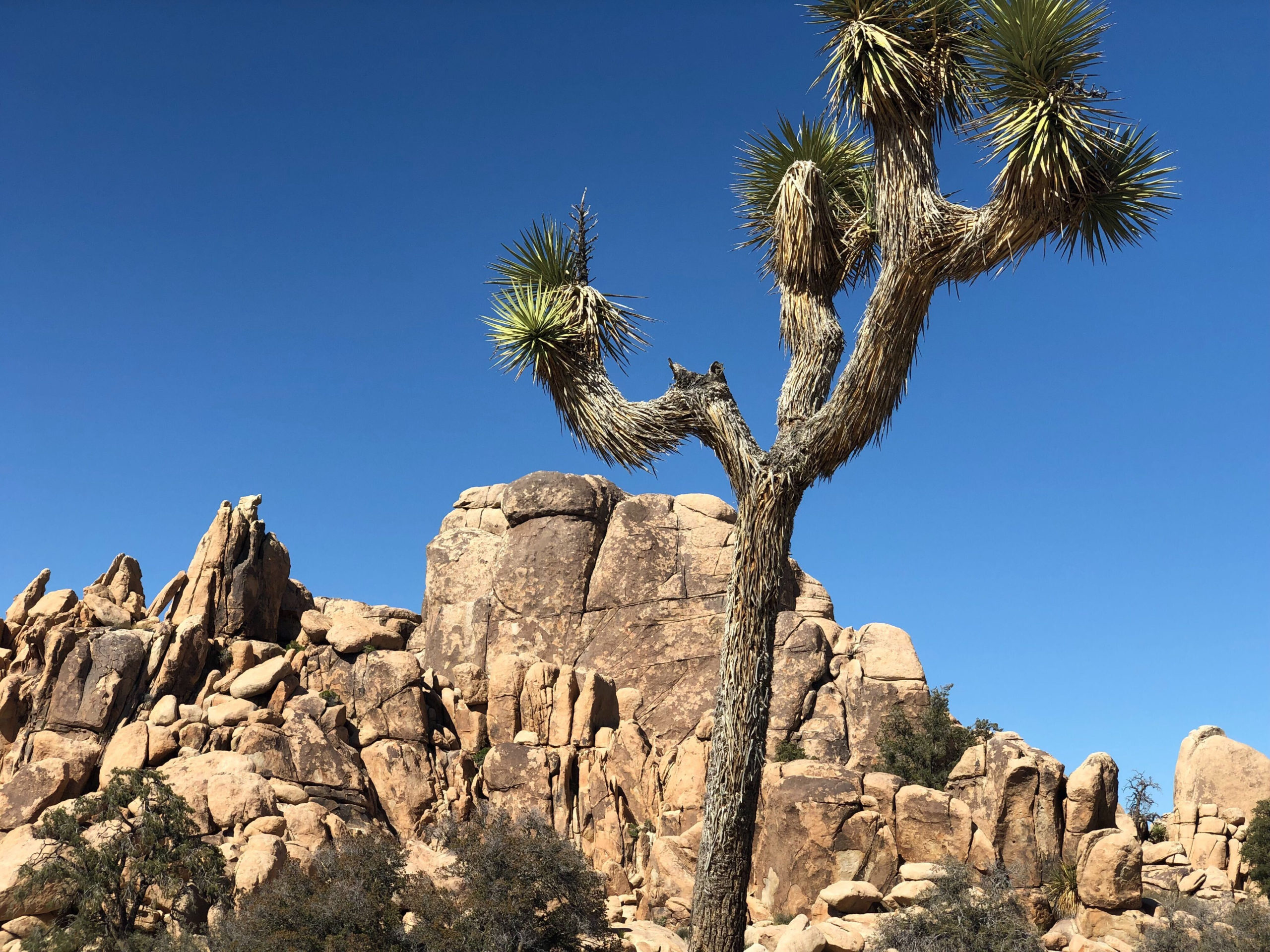 Joshua Tree National Park Reopening With Limitations KPBS