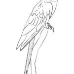 Learn How To Draw A Blue Throated Macaw Birds Step By