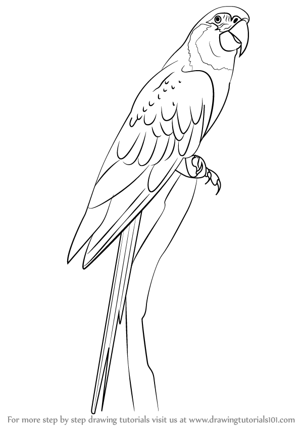 Learn How To Draw A Blue Throated Macaw Birds Step By 