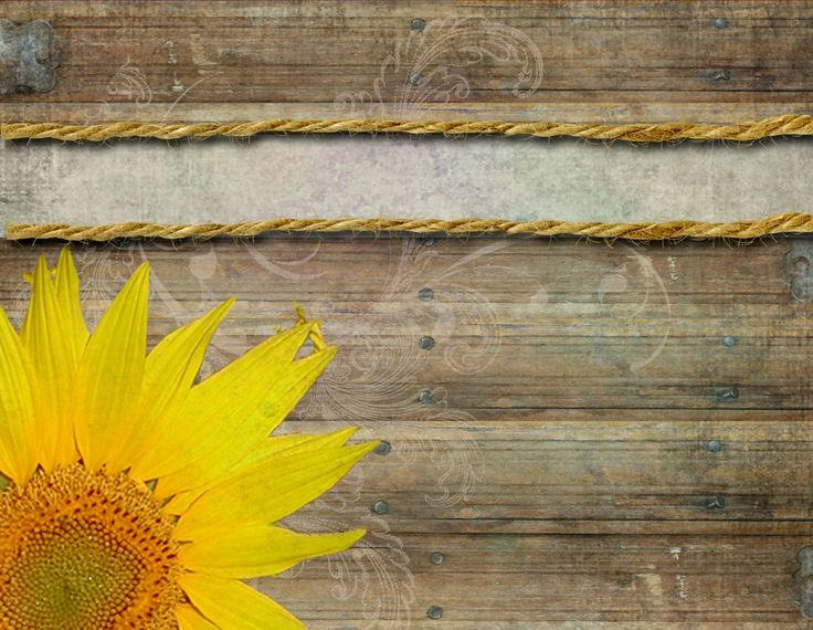 Abstract Yellow Sunflower Background Vector Ilration 