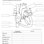 Anatomy And Physiology Printable Worksheets Lexia S Blog