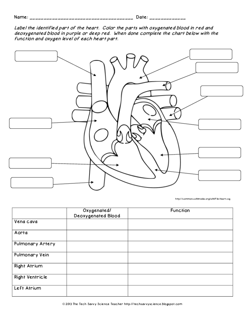 Anatomy And Physiology Printable Worksheets Lexia S Blog