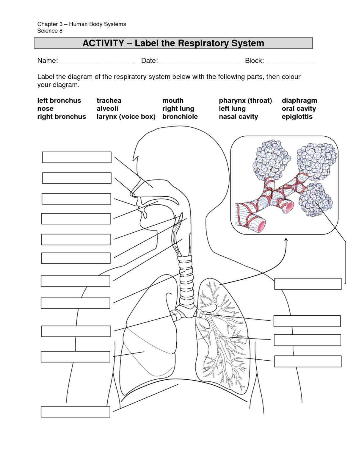 Anatomy Labeling Worksheets I In Resim Sonucu Hem Ireler ...