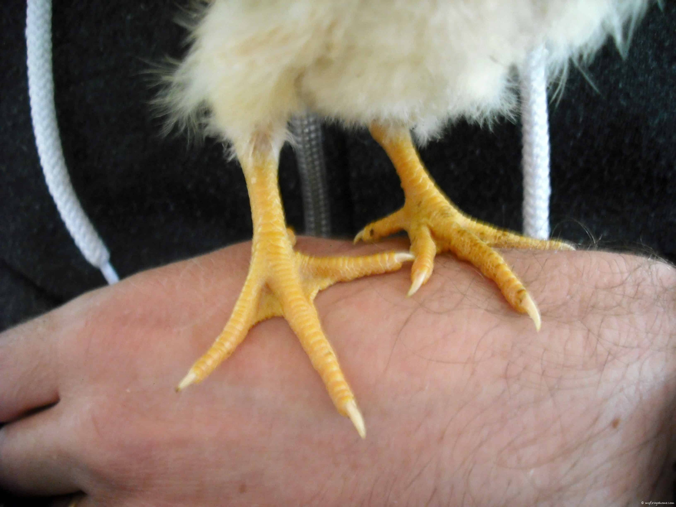 Baby Chick Big Feet