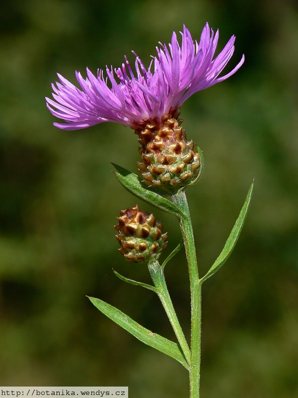 Brown Knapweed Finger Lakes PRISM