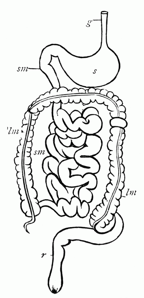 Digestive System ClipArt ETC