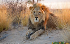 Facts About Lions For Kids Lion Information Images More