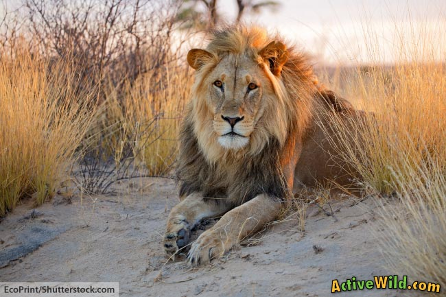 Facts About Lions For Kids Lion Information Images More