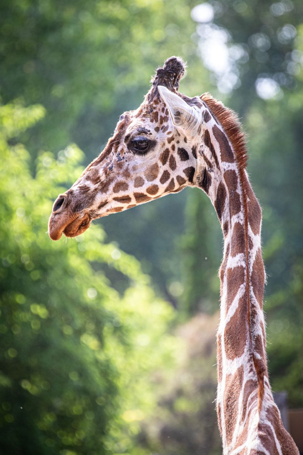 Giraffe At Sedgwick County Zoo Dies