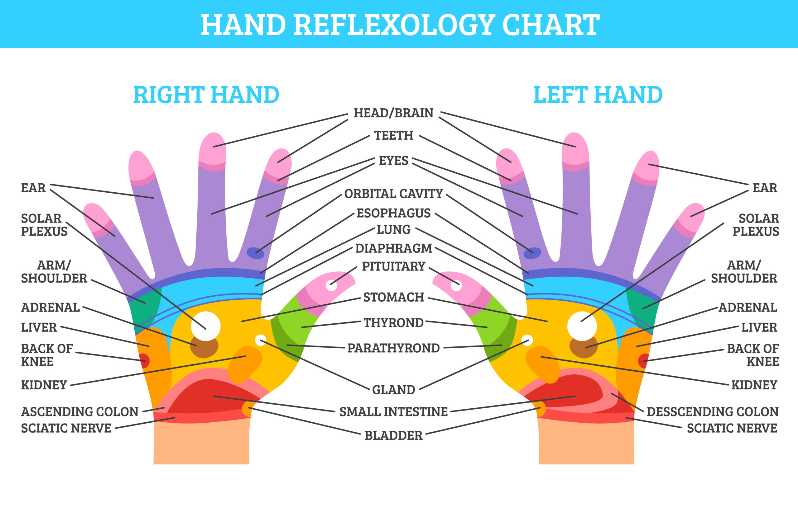 Hand Reflexology Chart 494918 Download Free Vectors 