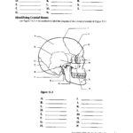 Image Result For Anatomy Labeling Worksheets Human Body