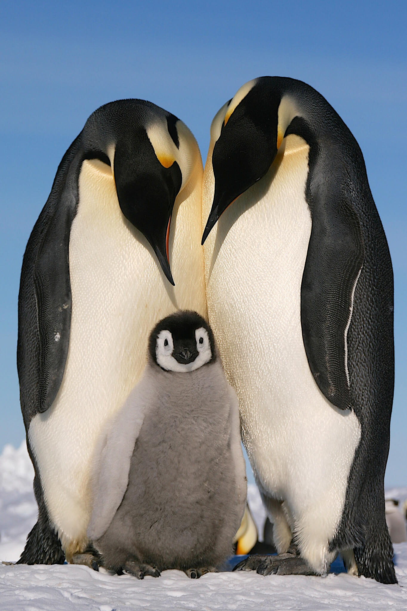 Penguin Parents Antarctic Logistics Expeditions