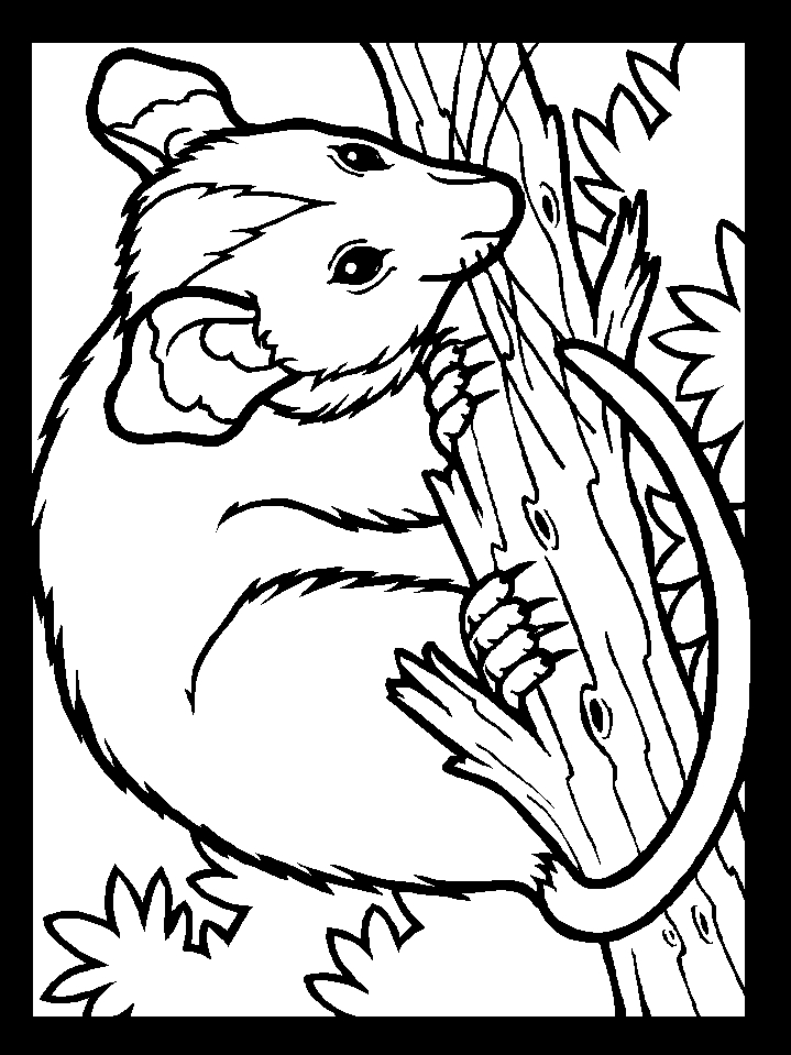 Printable Color Possum Animals Coloring Pages 