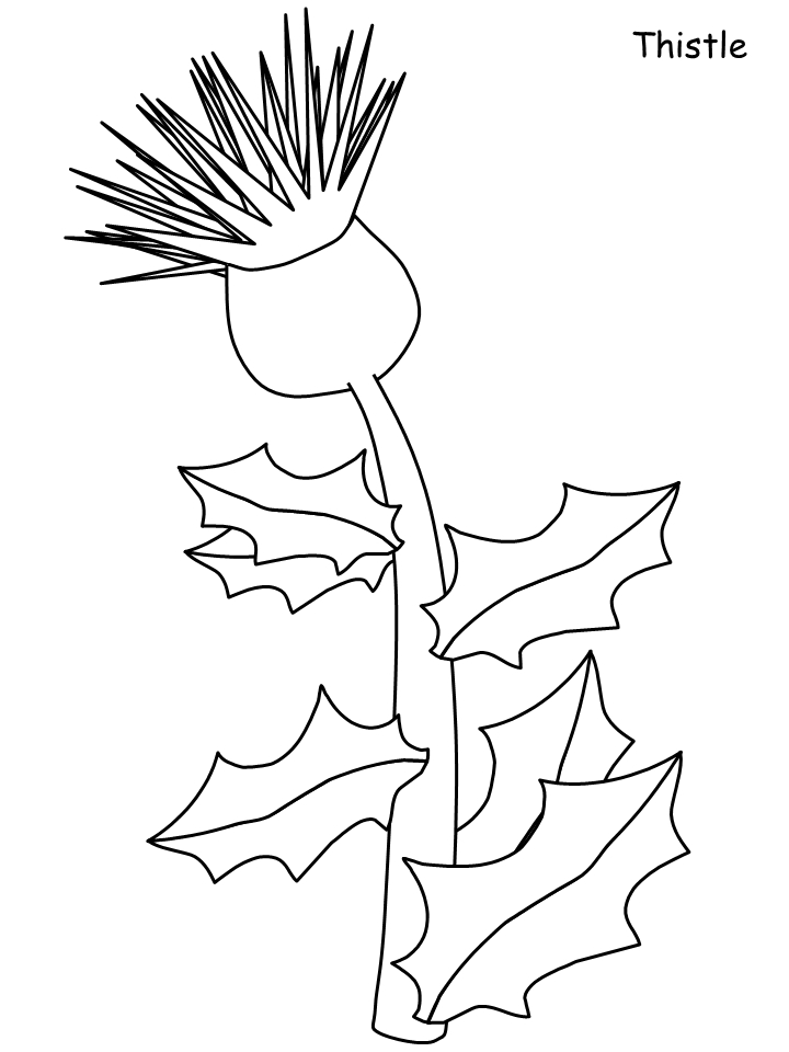 Printable Thistle Flowers Coloring Pages 