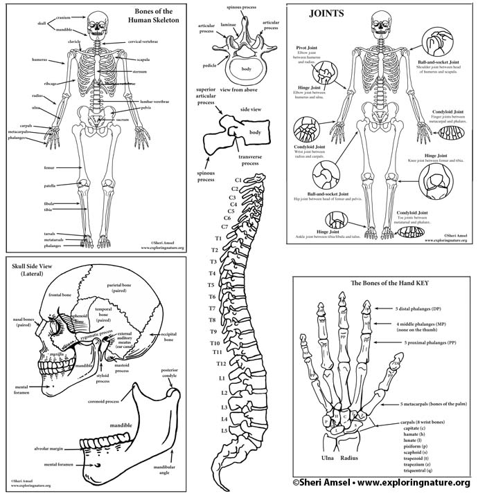 Skeletal System Labeling Bundle High School College 