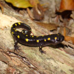 Spotted Salamander Ambystoma Maculatum Brad Glorioso S