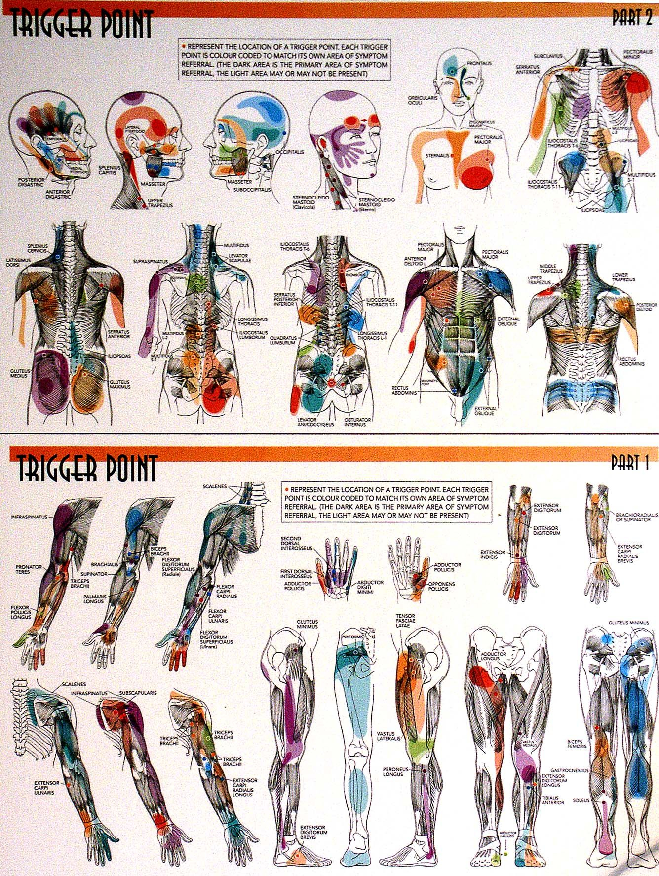 Trigger Points Check Out The Pdf Documents Associated