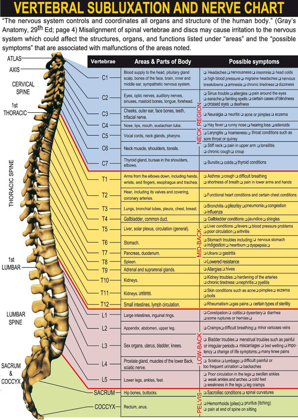 Vertebral Subluxation And Nerve Chart On Meducation