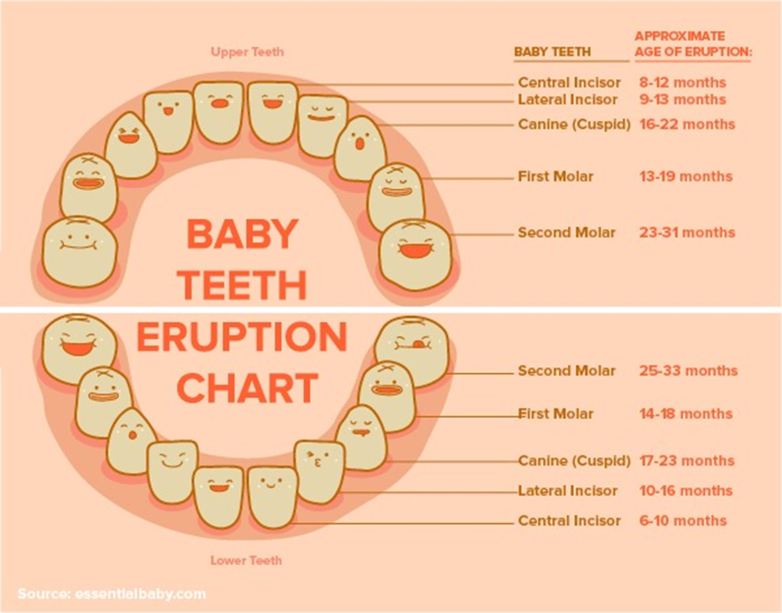 38 Printable Baby Teeth Charts Timelines Template Lab