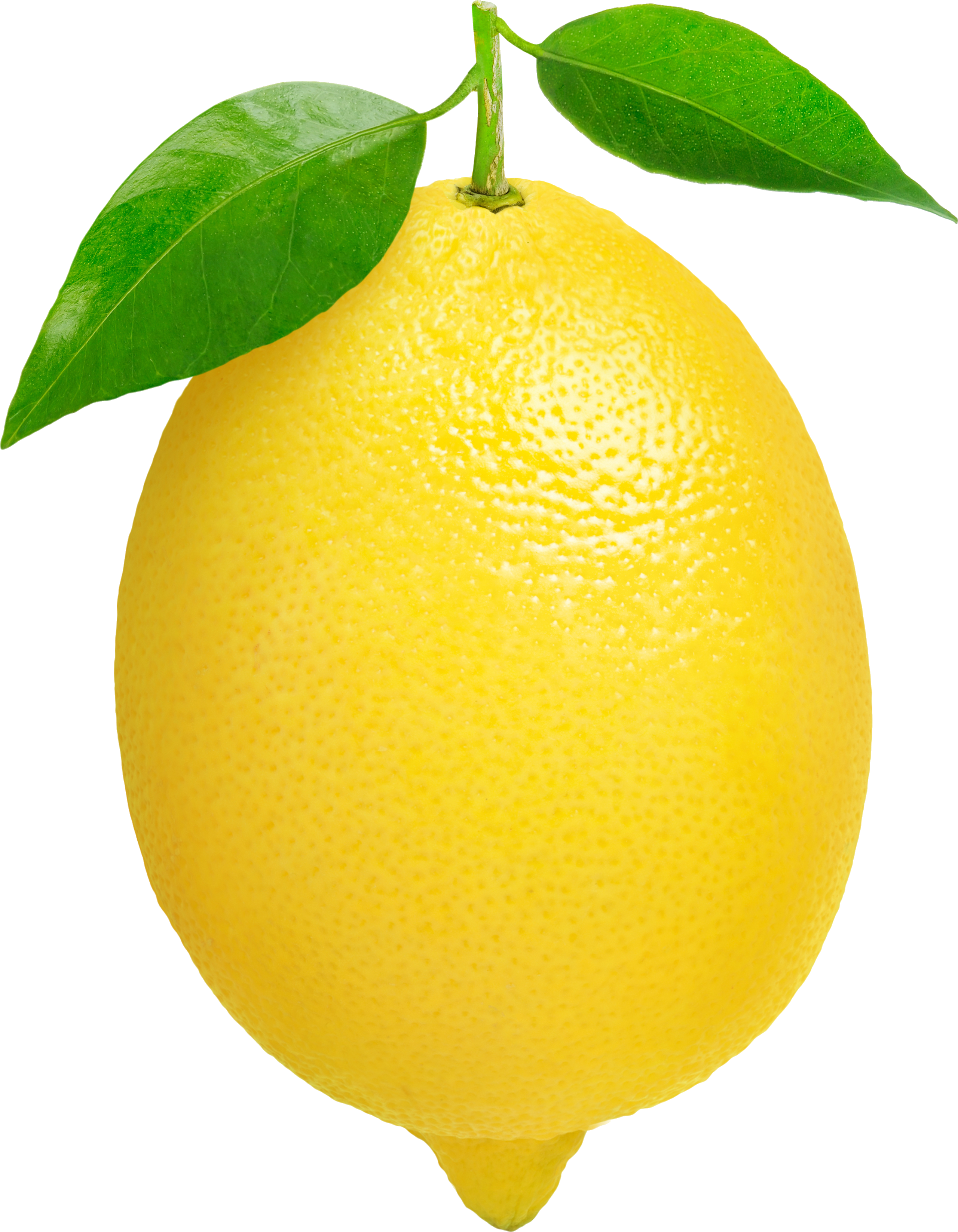 Best Lemon Clip Art 15437 Clipartion