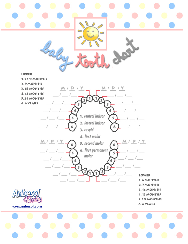 Free Printable Baby Tooth Chart From Anbesol