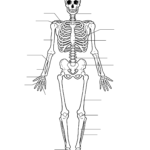 Free Printable Human Anatomy Worksheets The Human Body ...