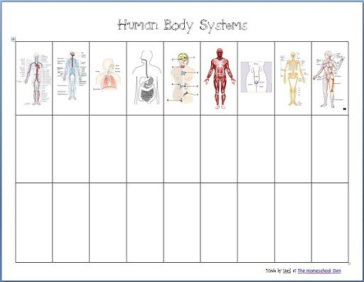 Human Body Systems Free Worksheets The Homeschool Den 