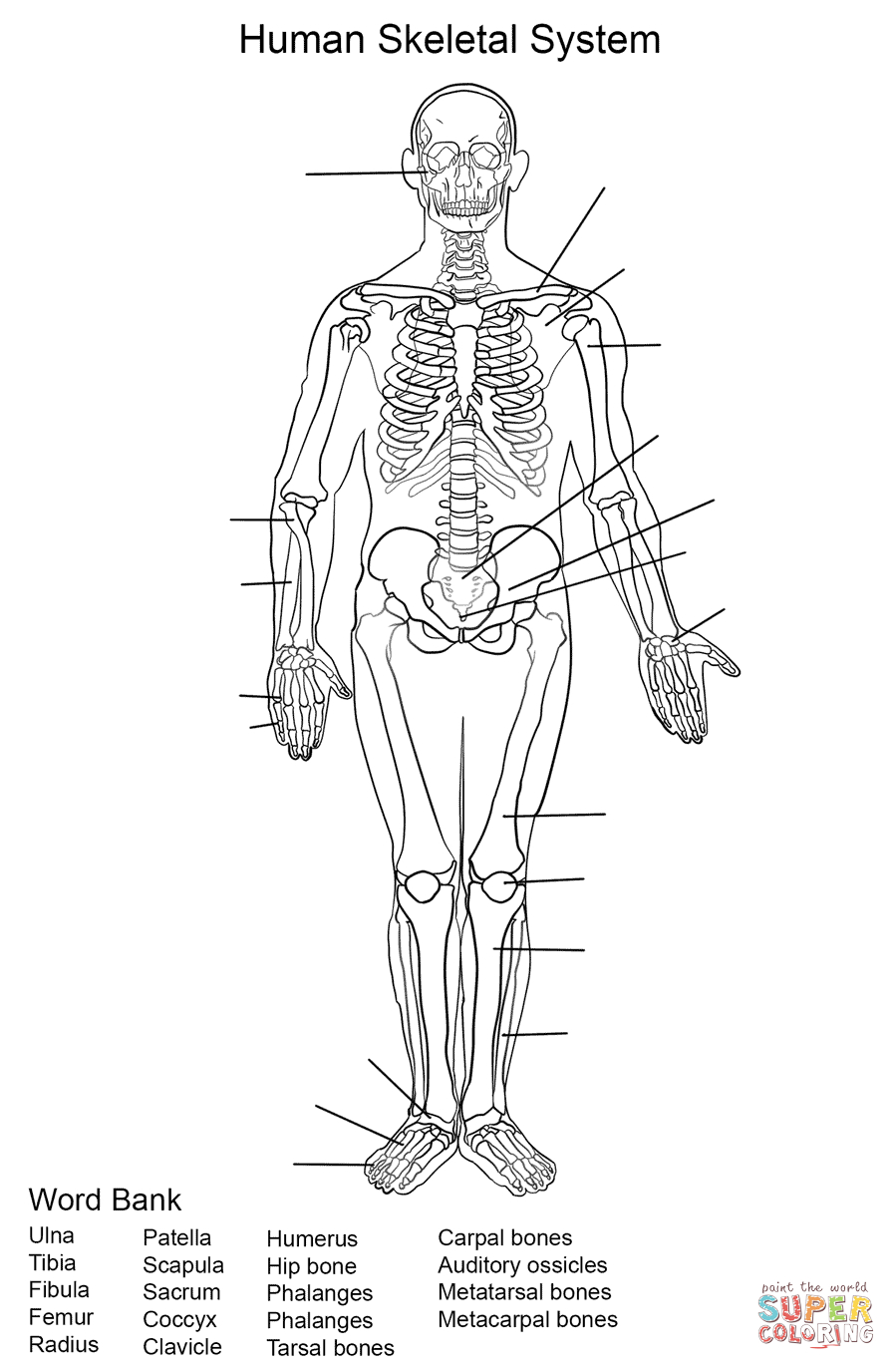 Human Skeleton Printable Worksheet Printable Worksheets