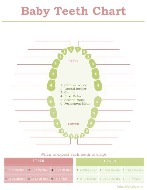 Printable Baby Teeth Chart Tooth Chart Baby Tooth Chart 