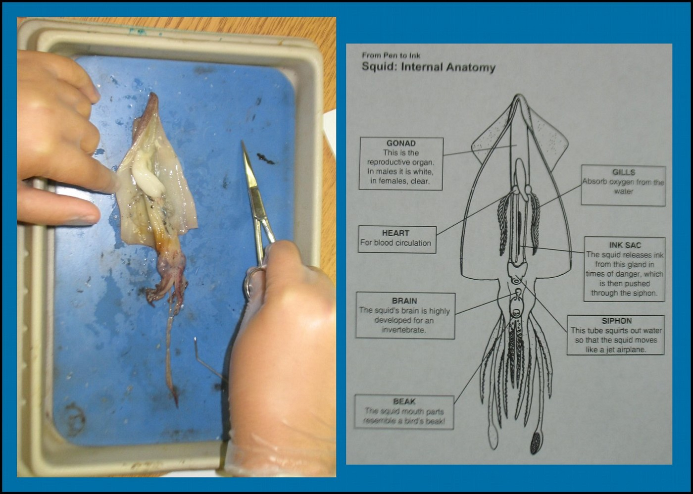 Printable Squid Diagrams Dissection