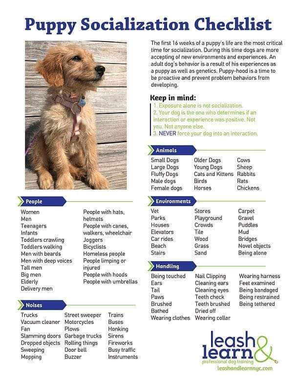 Puppy socialization checklist Canine Humane Network