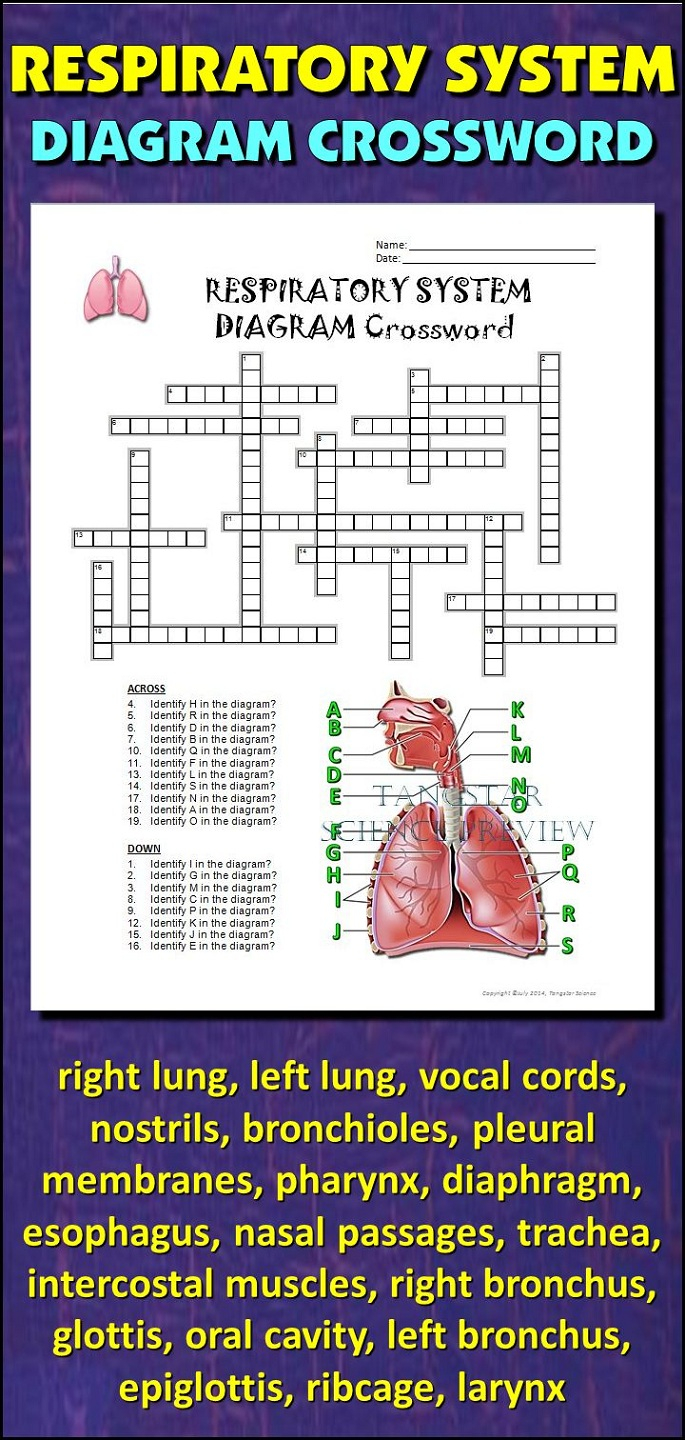 Respiratory System Crossword Puzzle Activity Shelter