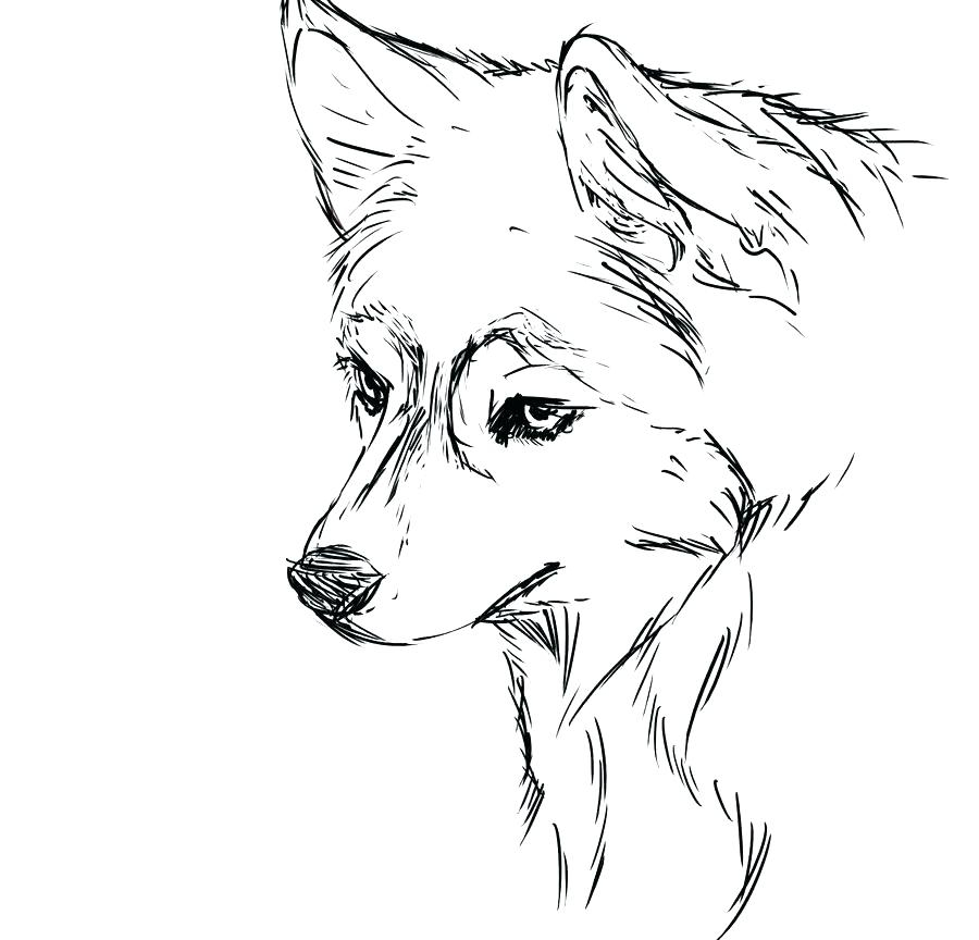 Siberian Husky Coloring Pages At GetColorings Free 