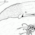 Whale Coloring Pages