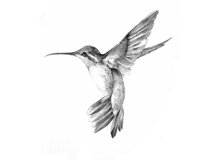 2018 hummingbird tattoo design template illustration 