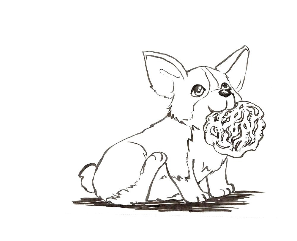 Corgi Coloring Pages To Download And Print For Free