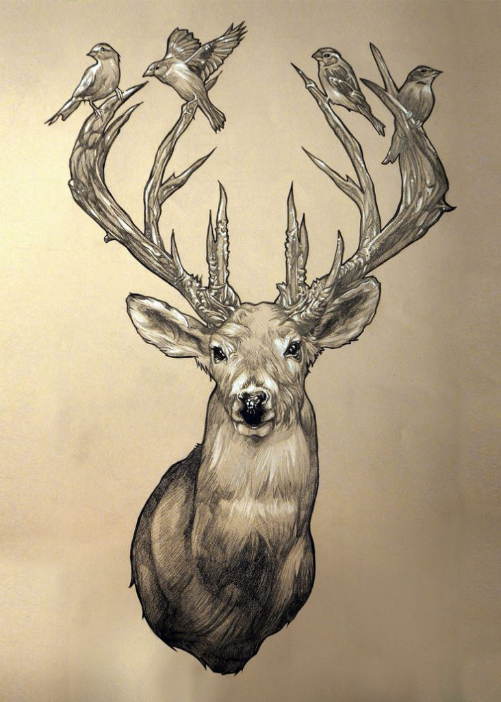 Elk Head Google Search Elk Drawing Moose Art Drawings