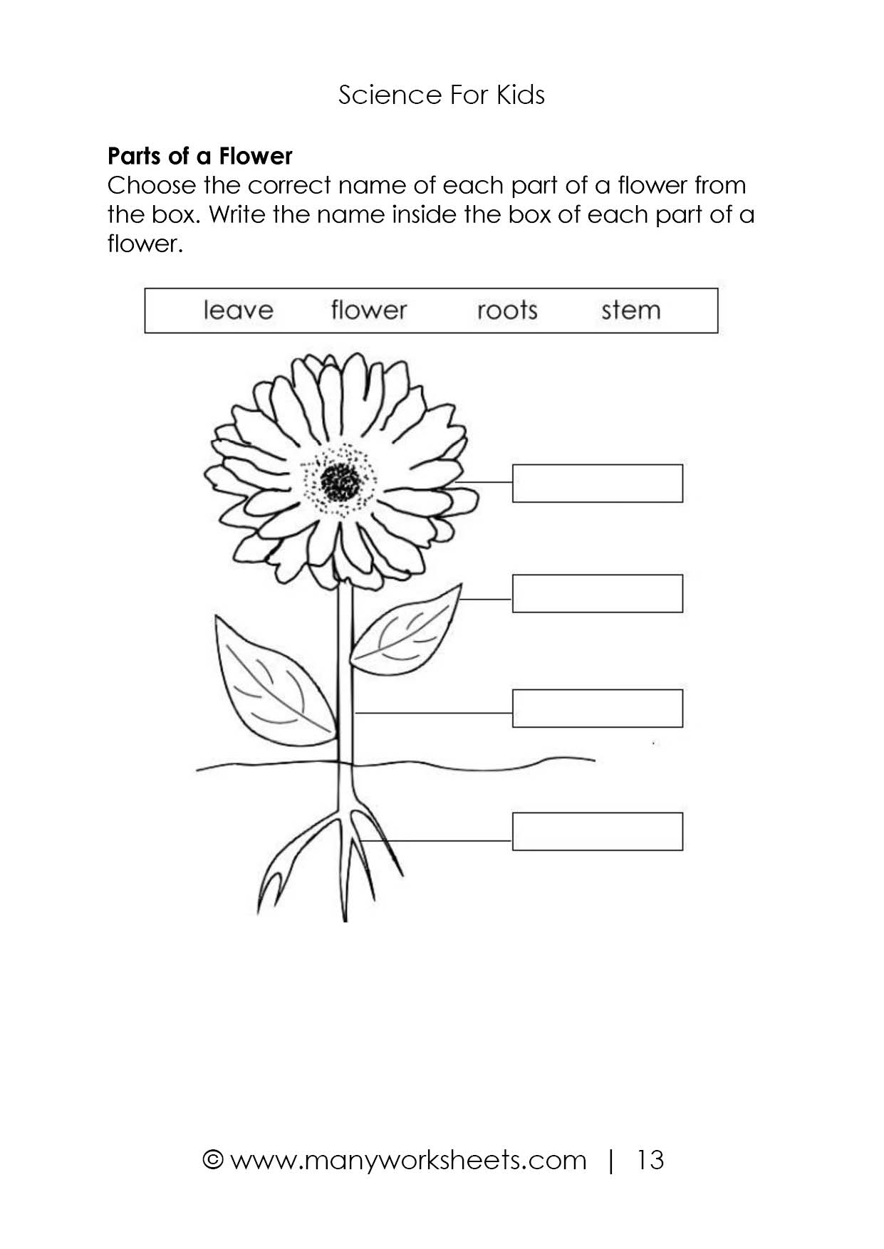 Plants Worksheet 5