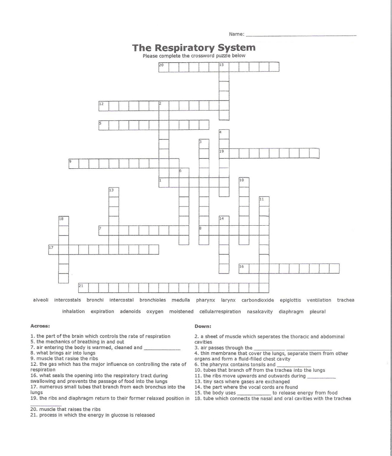 Respiratory System Crossword Puzzle Activity Shelter FreePrintableTM com