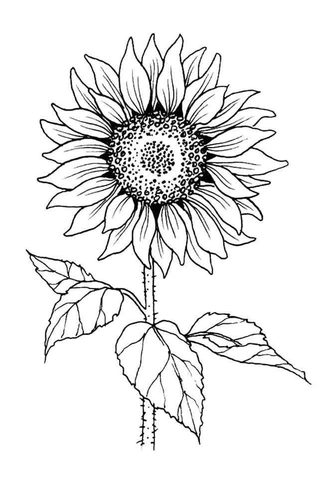 Sunflower Stamp Tall Colors For Earth LLC Sunflower 